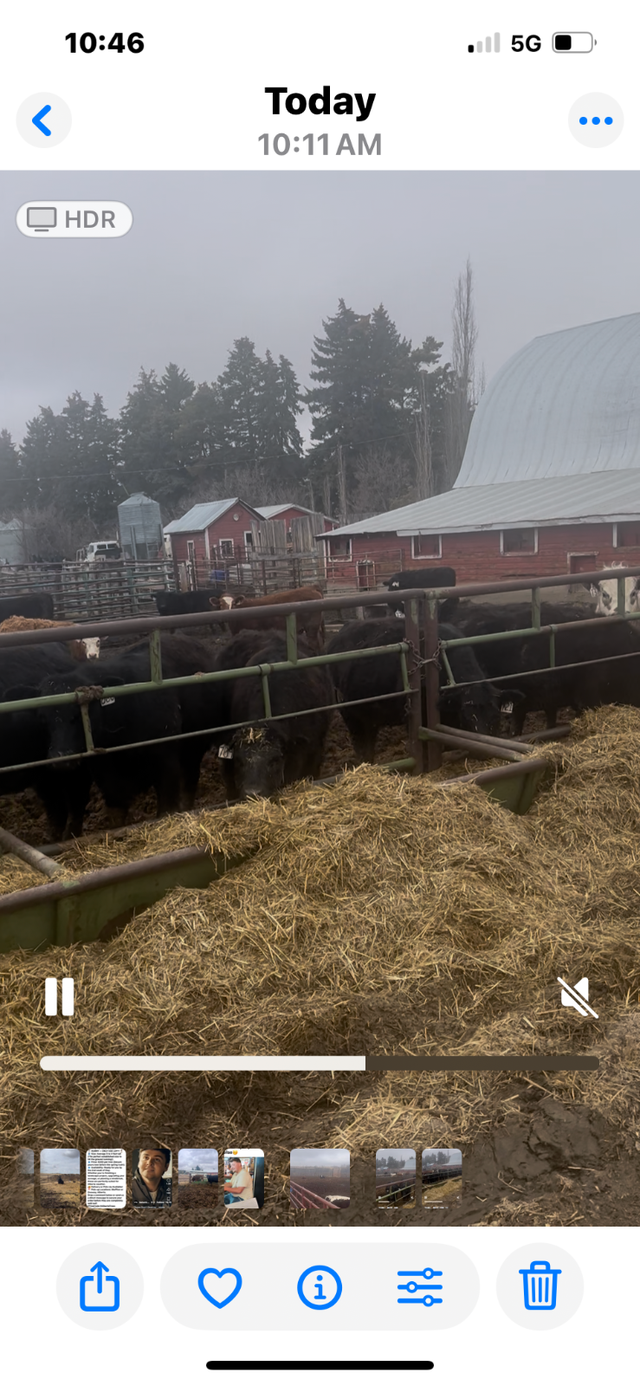 Replacement Heifers - Photo 3