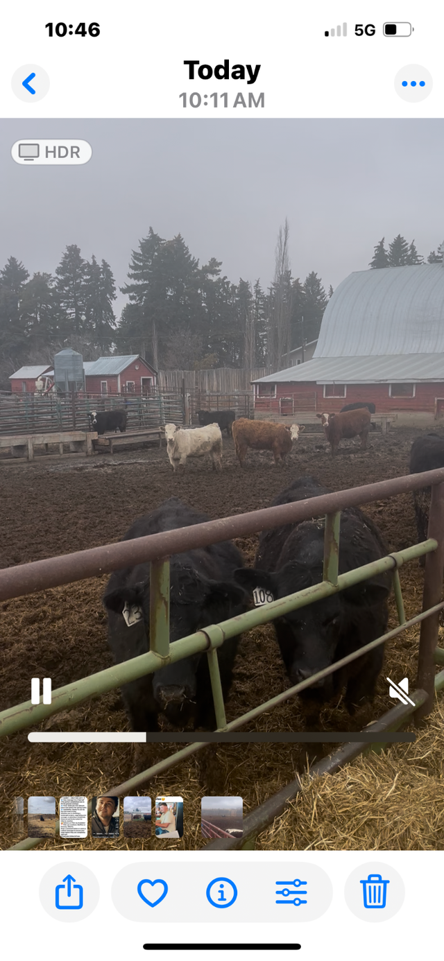 Replacement Heifers - Photo 4