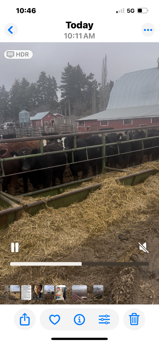 Replacement Heifers - Photo 5