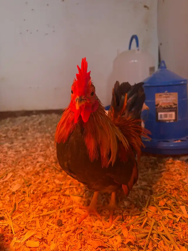 poule et coq - Photo 2