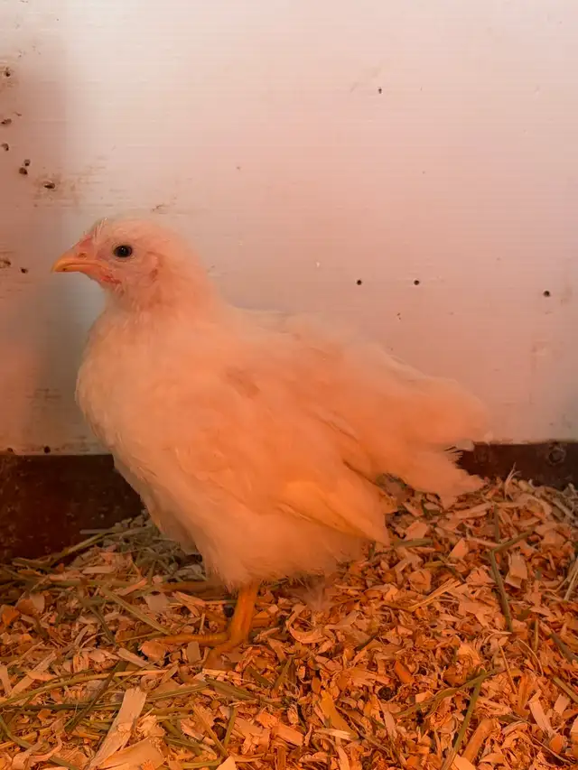 poule et coq - Photo 3