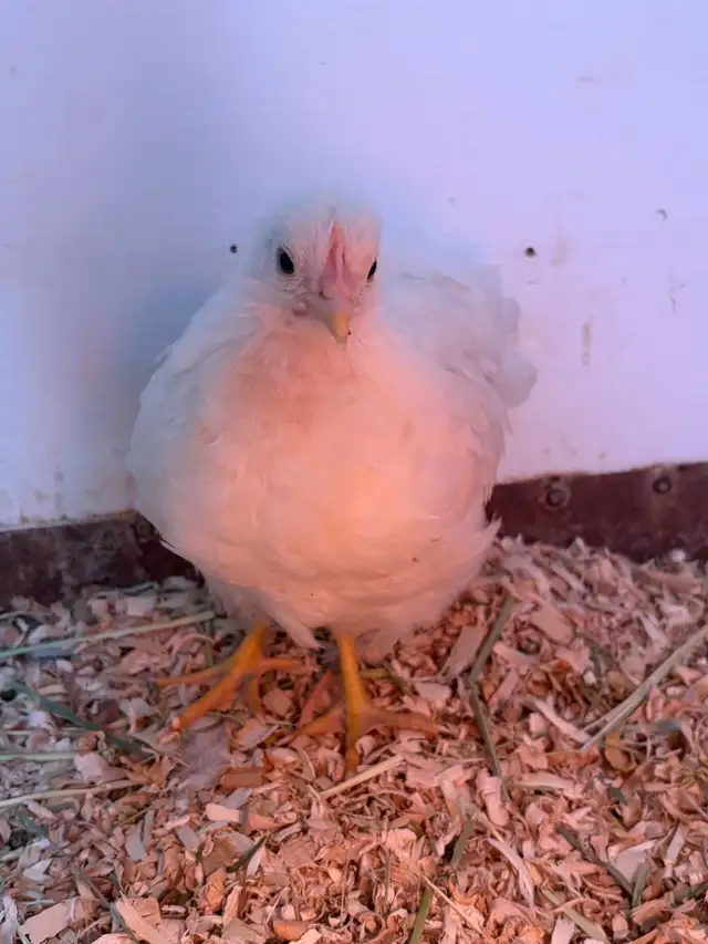 poule et coq - Photo 4