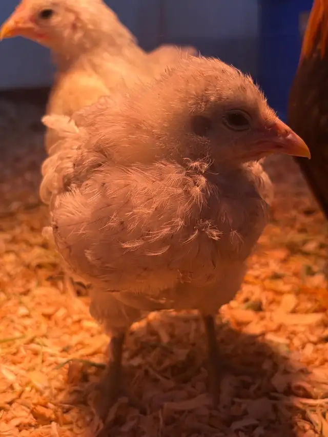 poule et coq - Photo 5