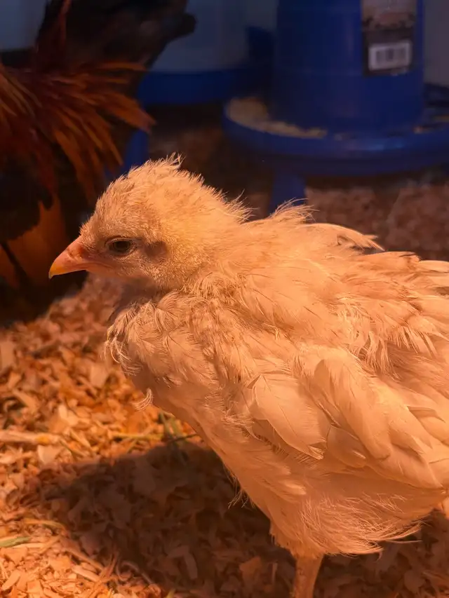 poule et coq - Photo 6