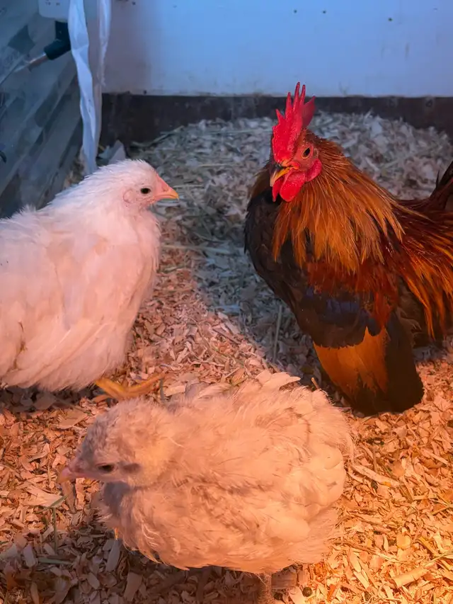 poule et coq - Photo 7