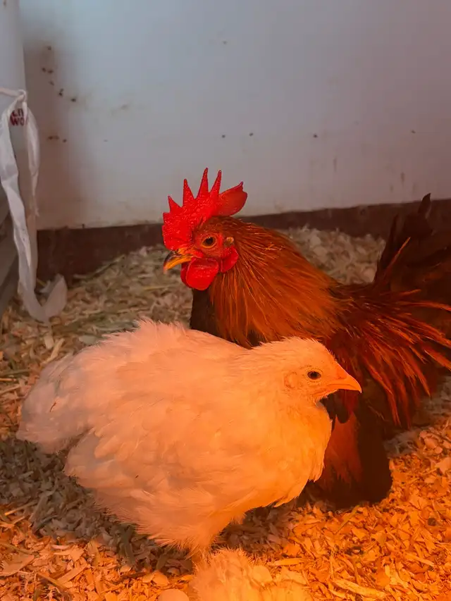 poule et coq - Photo 8