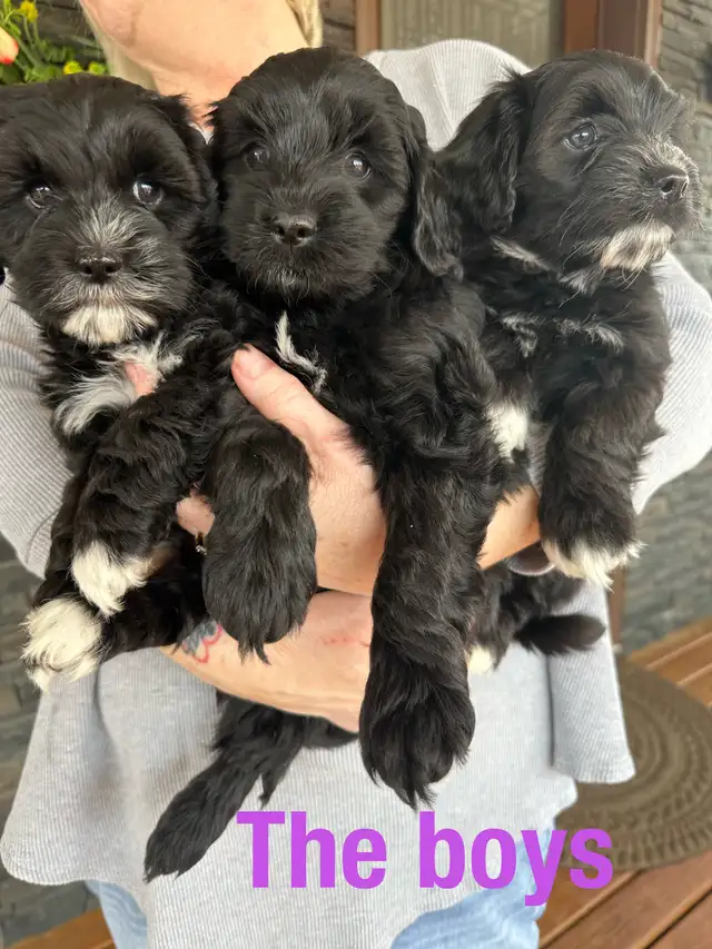 Cockapoo/Havanese puppies