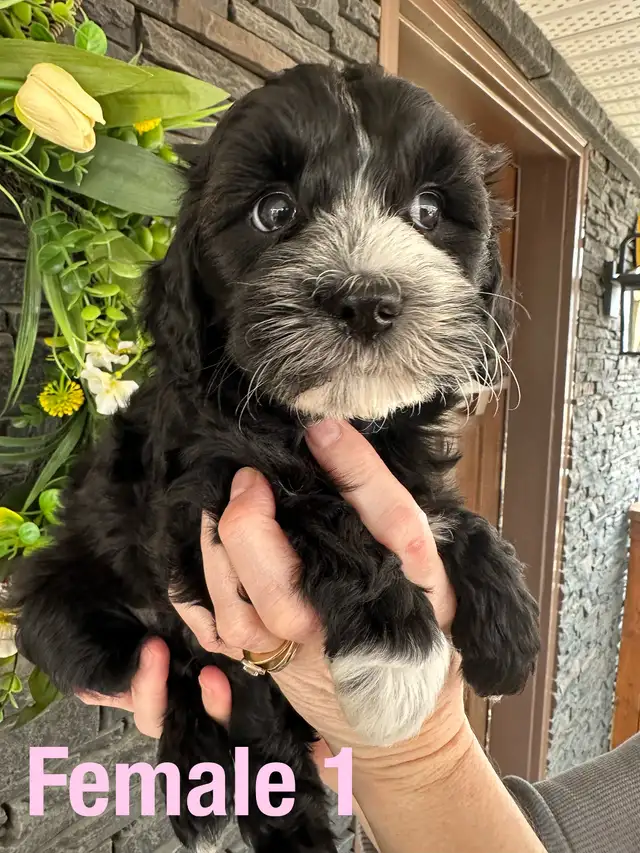 Cockapoo/Havanese puppies - Photo 2