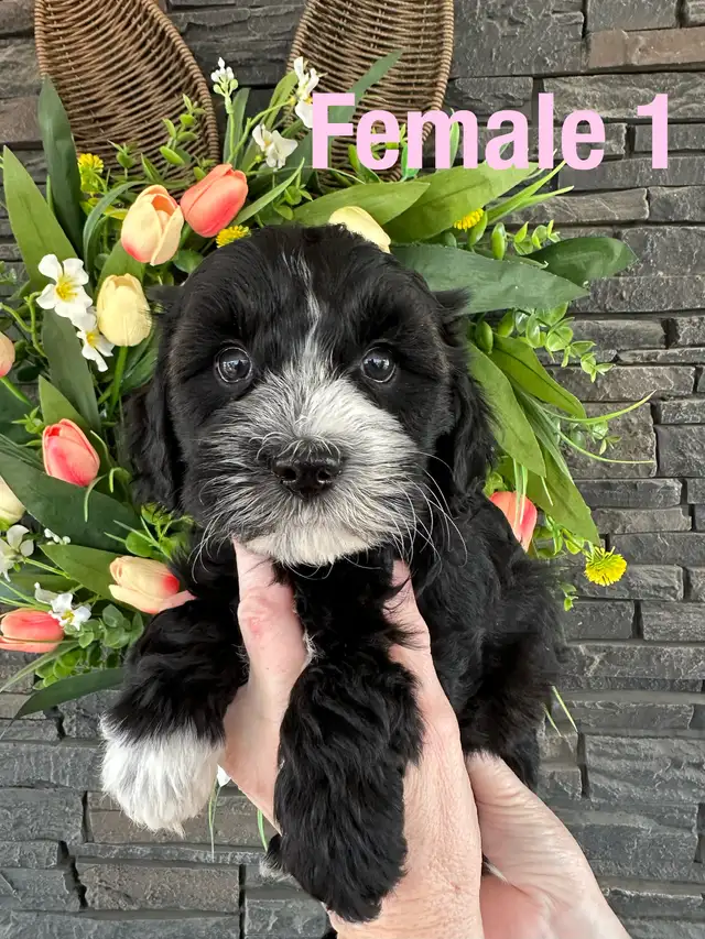 Cockapoo/Havanese puppies - Photo 3