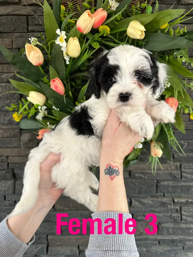 Cockapoo/Havanese puppies - Photo 4