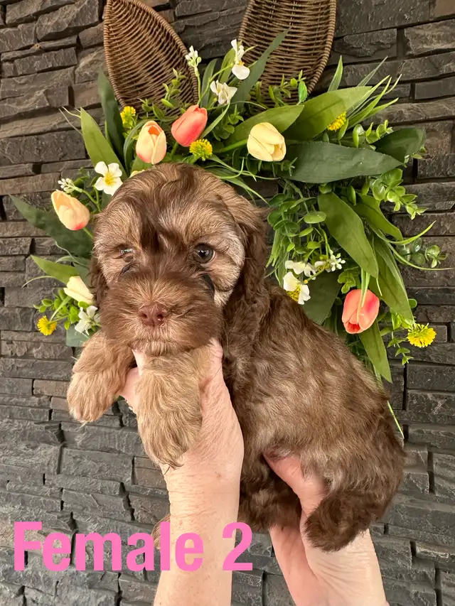 Cockapoo/Havanese puppies - Photo 6
