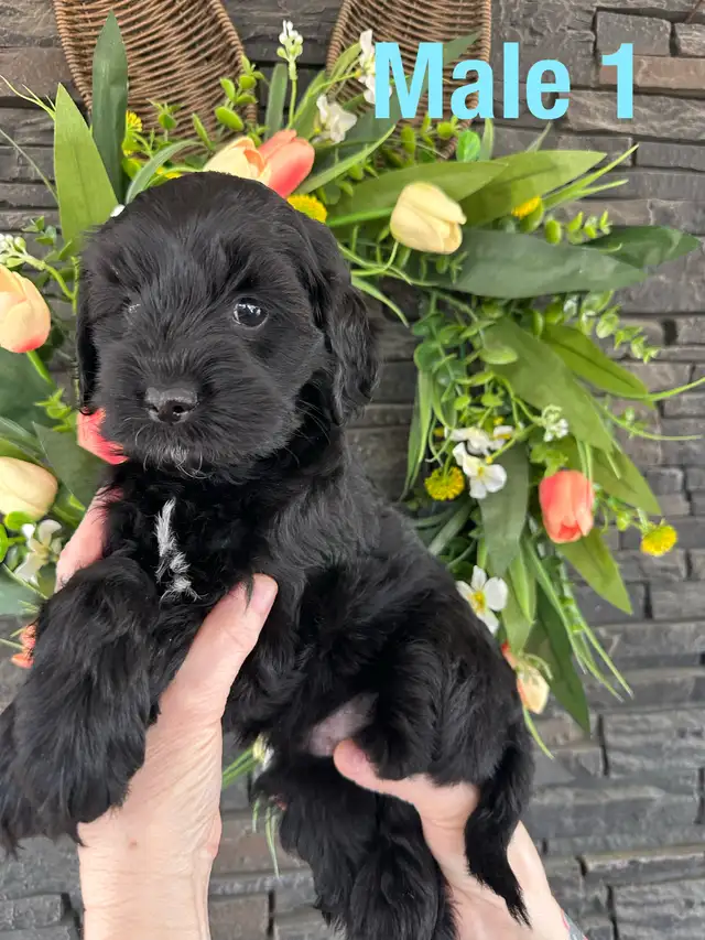 Cockapoo/Havanese puppies - Photo 7