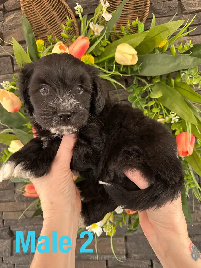 Cockapoo/Havanese puppies - Photo 8