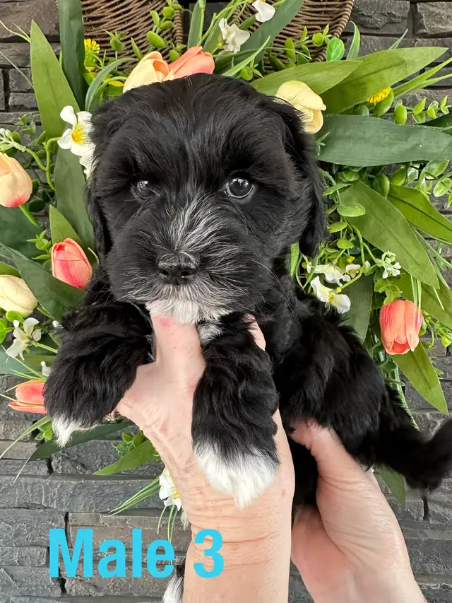 Cockapoo/Havanese puppies - Photo 9