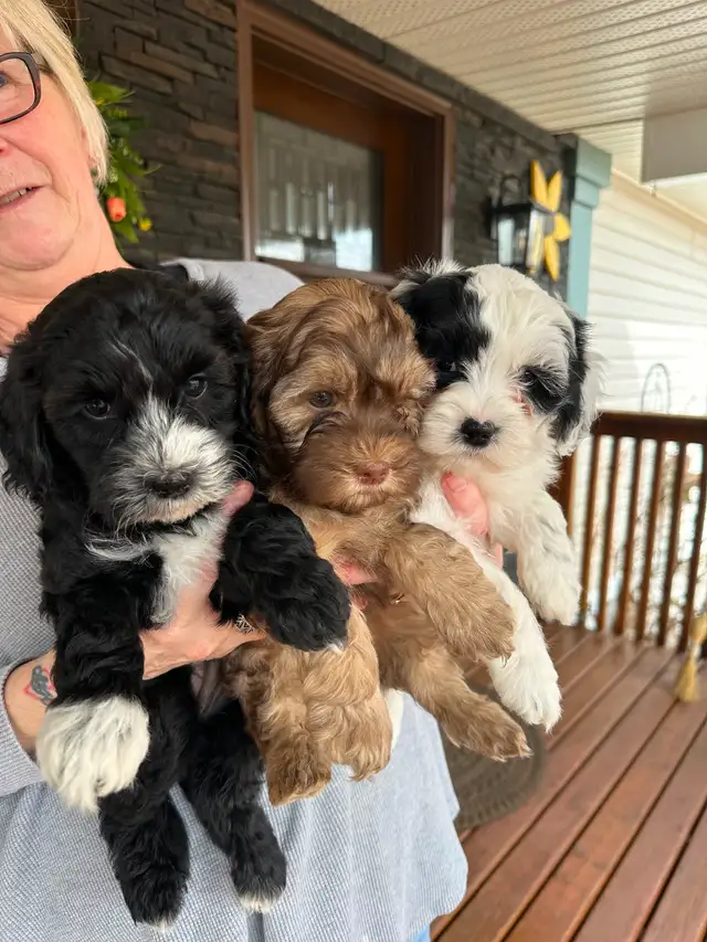 Cockapoo/Havanese puppies - Photo 10