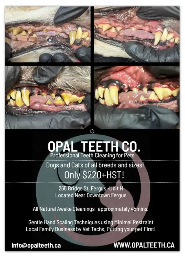 Pet Teeth Cleaning - Photo 2