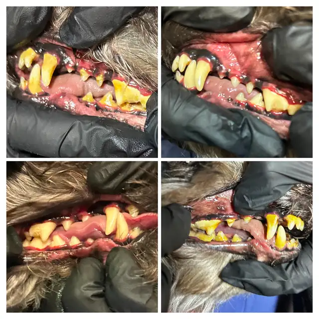 Pet Teeth Cleaning - Photo 4