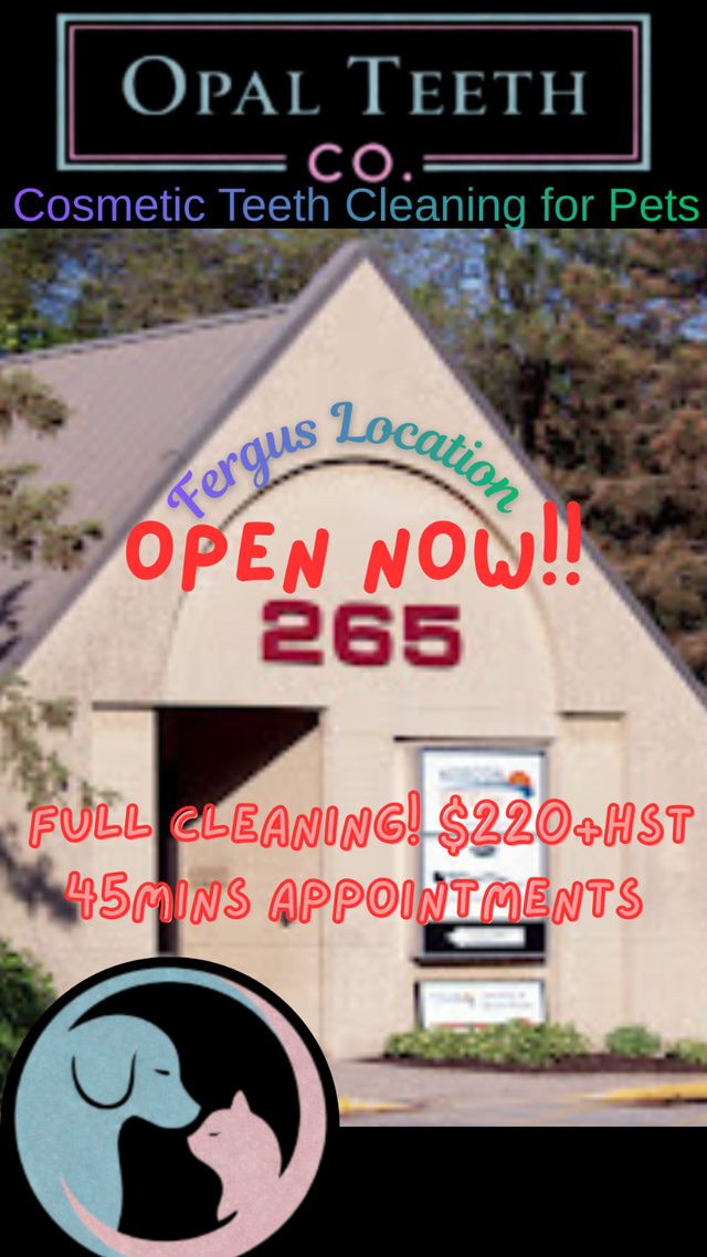 Pet Teeth Cleaning - Photo 8