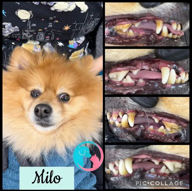 Pet Teeth Cleaning - Photo 10