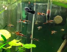 poissons d’aquarium plantes, escargots