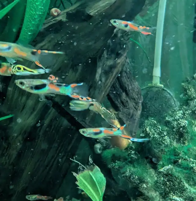 poissons d’aquarium plantes, escargots - Photo 2