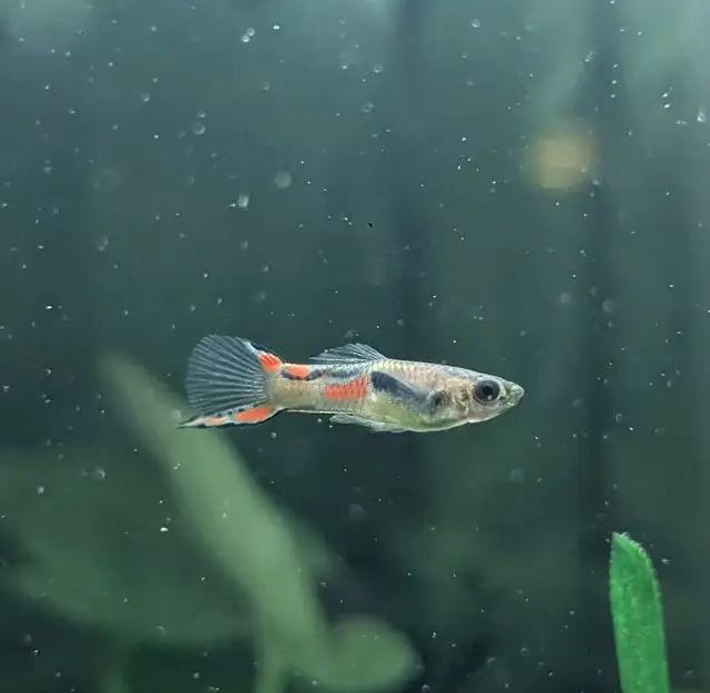 poissons d’aquarium plantes, escargots - Photo 4