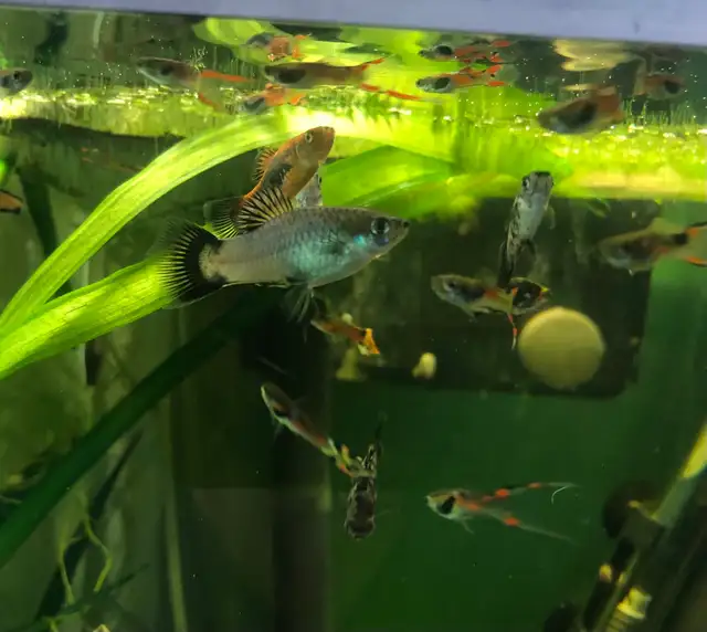 poissons d’aquarium plantes, escargots - Photo 5