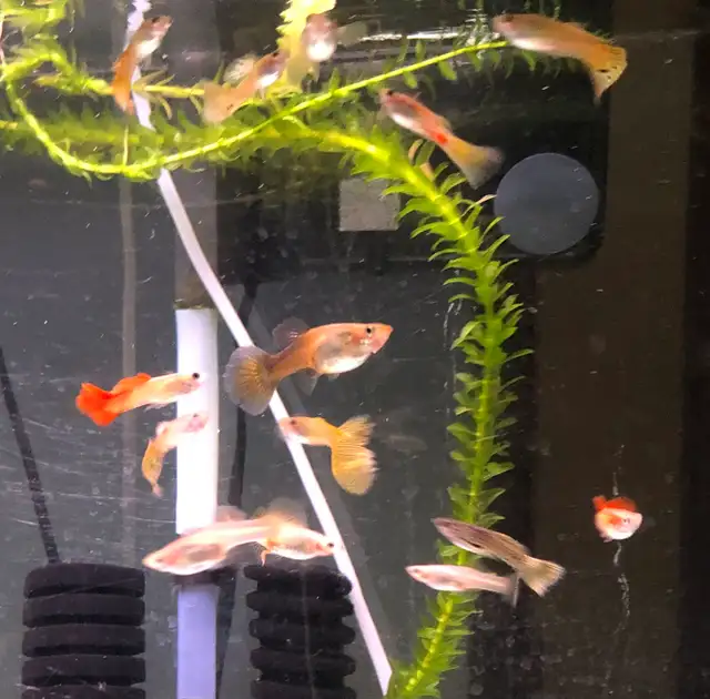 poissons d’aquarium plantes, escargots - Photo 7