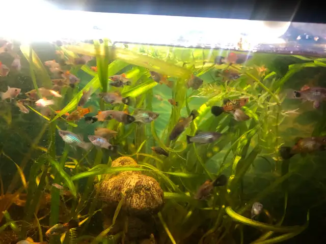 poissons d’aquarium plantes, escargots - Photo 8