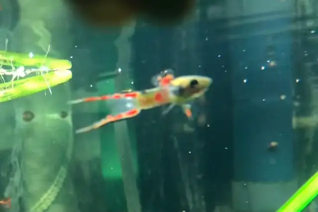 poissons d’aquarium plantes, escargots - Photo 10