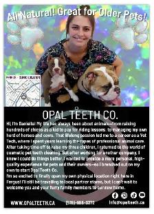 Teeth Cleaning for Cats and Dogs!