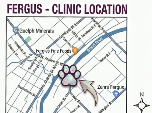 Teeth Cleaning for Cats and Dogs! - Photo 3