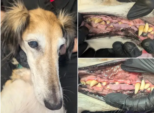 Teeth Cleaning for Cats and Dogs! - Photo 7