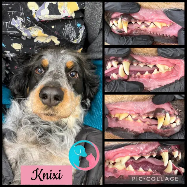 Cosmetic Teeth Cleaning for Pets - Photo 5