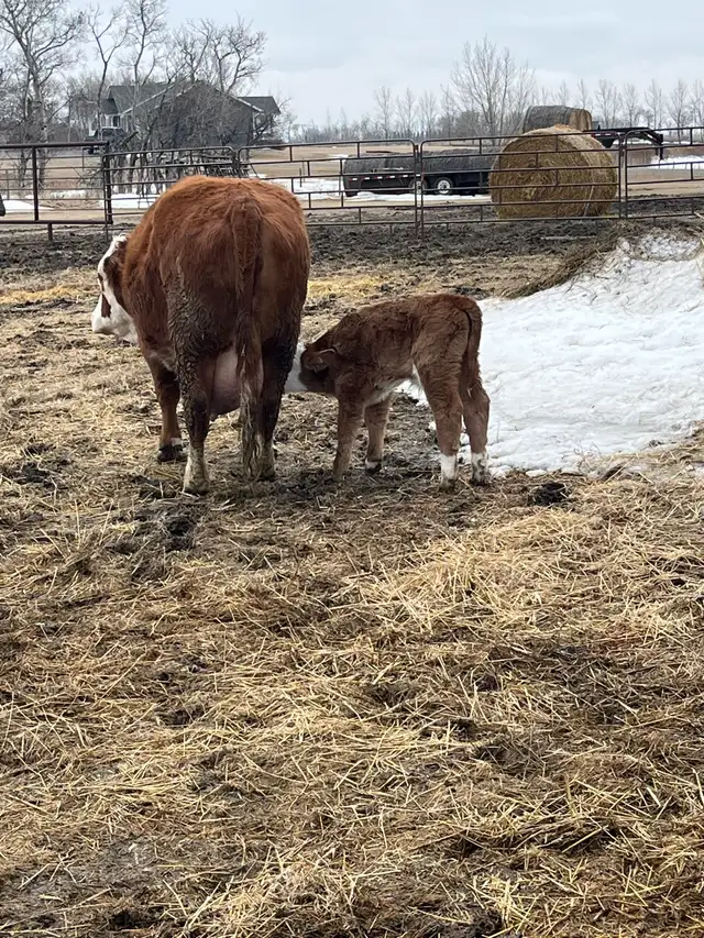 Bull calf.  .  Banded and tagged.