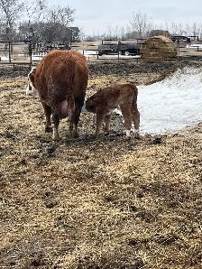 Bull calf.  .  Banded and tagged.