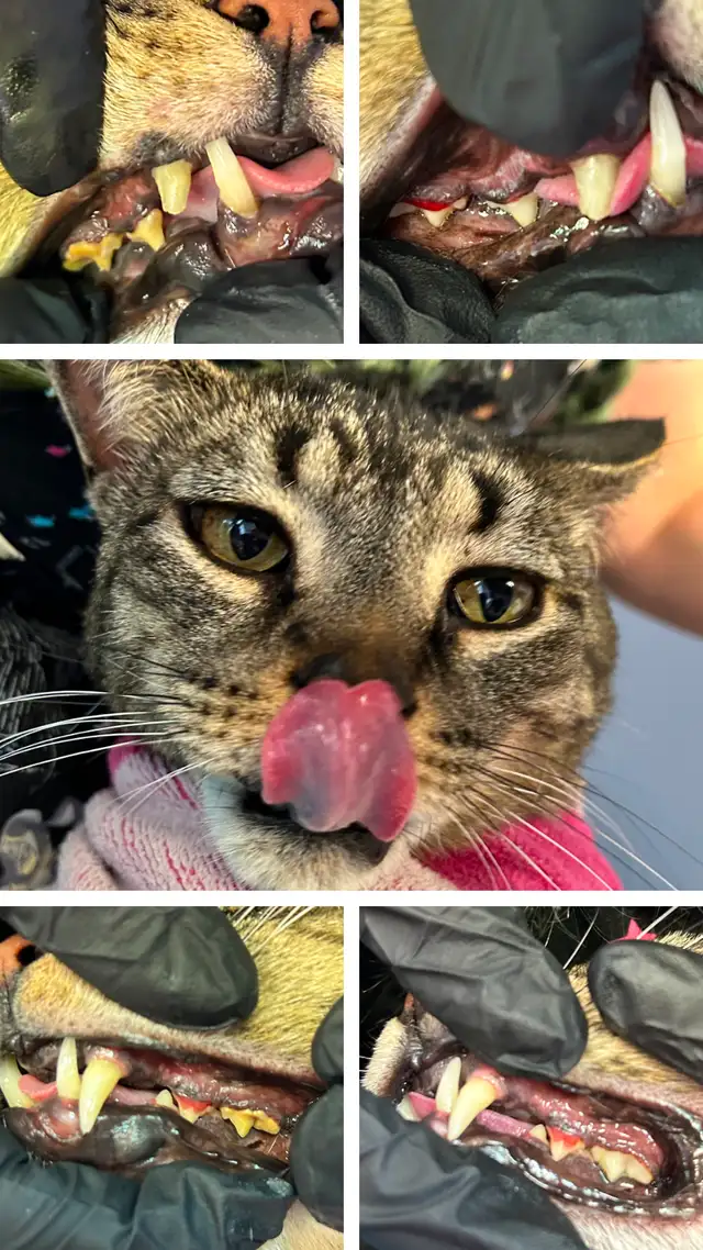 Cosmetic Teeth Cleaning for Pets! - Photo 6