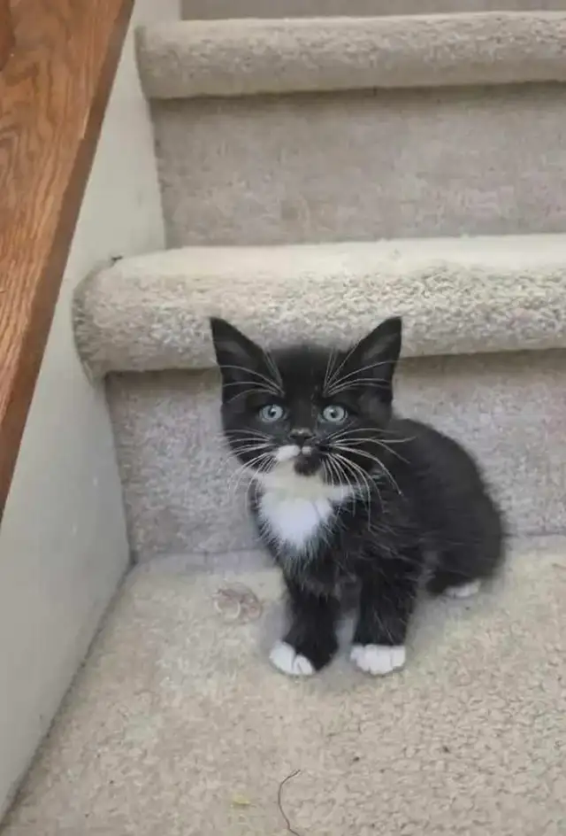 Hypoallergenic kitten