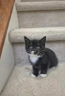 Hypoallergenic kitten