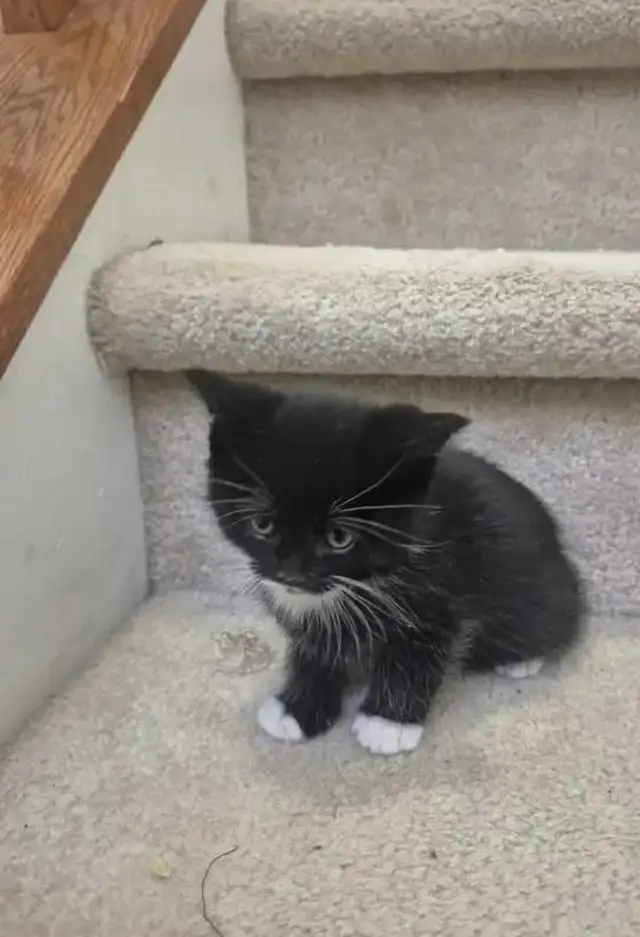 Hypoallergenic kitten - Photo 2