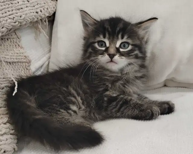 Chaton Sibérien hypoallergene - Photo 3