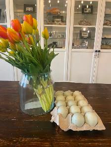 Ancona duck green egg gene hatching eggs