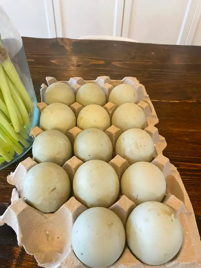 Ancona duck green egg gene hatching eggs - Photo 2