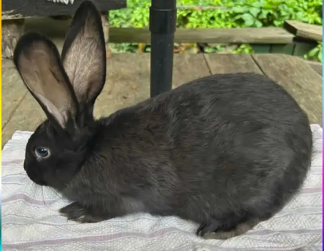 Purebred Flemish Giant does