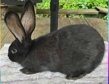 Purebred Flemish Giant does