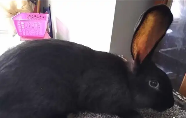 Purebred Flemish Giant does - Photo 2