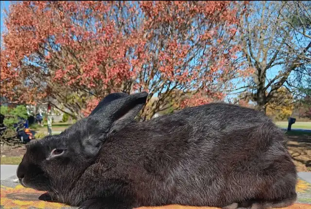 Purebred Flemish Giant does - Photo 3