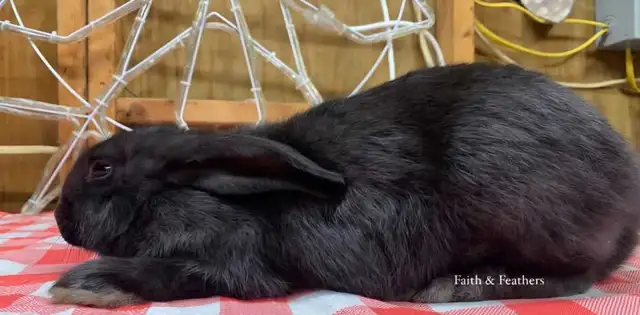 Purebred Flemish Giant does - Photo 4