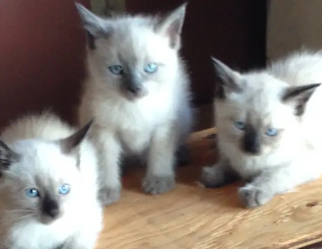 Purebred Applehead Siamese Kittens