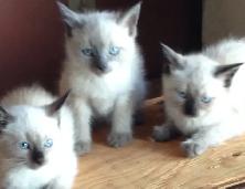 Purebred Applehead Siamese Kittens